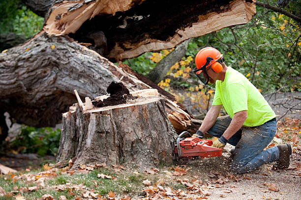 How Our Tree Care Process Works  in  South Dos Palos, CA